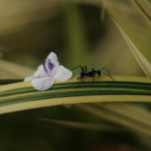black ant on green leafed plant
