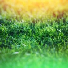 Green grass over yellow background